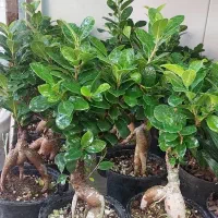 انواع گل وگیاه آپارتمانی زاموفیلیا بونسای جیسینگ و|گل و گیاه طبیعی|مشهد, قائم|دیوار