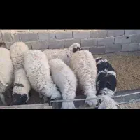 ۱۵ تا  بره نر و ماده