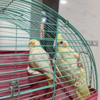یه جفت عروس هلندی نروماده دوماه
