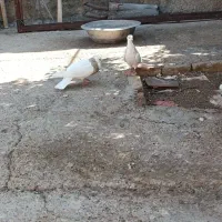 ۸کبوتر معاوضه با پرنده قفسی|پرنده|خرم‌آباد, |دیوار