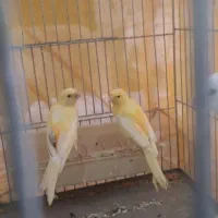 قناری سوپری پابلند سفید و طلایی