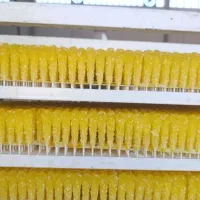 نبات چوبی