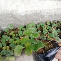 نهال توت فرنگی