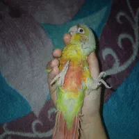 گیرینچیک|پرنده|قم, هنرستان|دیوار