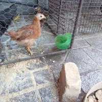 جوجه|حیوانات مزرعه|کرمان, |دیوار
