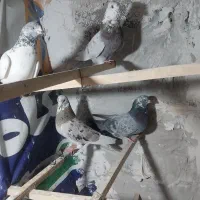کبوتر معاوضه باسهره نر