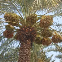 فروش ثمرنخل(خاصویی وشاهانی) جم