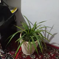 گل و گلدان|گل و گیاه طبیعی|روانسر, |دیوار