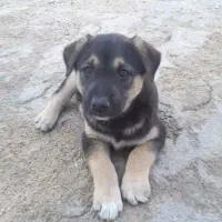 سگ فی ۲ ملیون تومان معاوضه هم میکنم