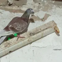 کبوتر غوره سرخ و شامی