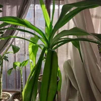 فروش گل و گیاه|گل و گیاه طبیعی|فلاورجان, |دیوار