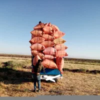 کاه گندم