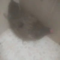 مرغ تخم گزار