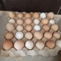 تخم مرغ نطفه دار( لهستانی و نرمدی)