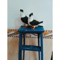 کبوتر،کفتر ساده سیاه کاکلی سار