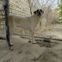 سگ ماده نگهبان افغان خراسانی سرابی الابای
