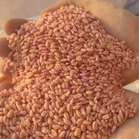 بذر گندم پیشگام بوجاری شده