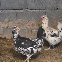 مرغ و خروس گلین