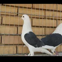 جفت پشت سیاه عتیغه