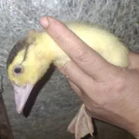 جوجه اردک خارجی یک ماهه|حیوانات مزرعه|بابل, |دیوار