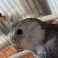 پرنده سخنگو