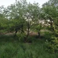 خانه باغ زیبا در روستای آرام و دنج بابل