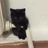 گربه اسکاتیش مشکی|گربه|اهواز, کیانپارس |دیوار