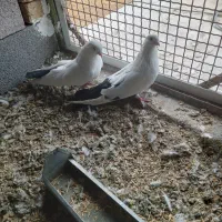 کبوتر تکدم|پرنده|لالجین, |دیوار