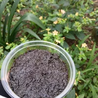 محصولات محلی