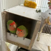 طوطی برزیلی بالغ|پرنده|شهریار, شهریار|دیوار