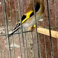 سهره ماده کارداده مست