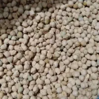 نخود محلی تازه کشت شده
