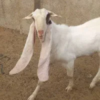 پازن..بز..کهره|حیوانات مزرعه|قیروکارزین, |دیوار