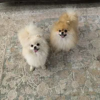 پامر ماده سفید