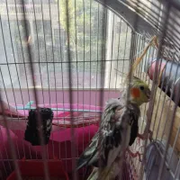 عروس هلندی|پرنده|تنکابن, |دیوار