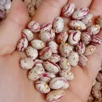 فروش حبوبات