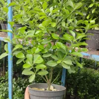 گل شمشاد|گل و گیاه طبیعی|شاندیز, |دیوار