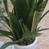 گل سانسوریا یوکا  کاکتوس