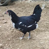 تخم مرغ نطفه دار گلین