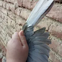 کبوتر|پرنده|انزل, |دیوار