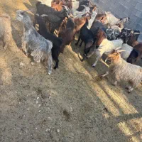 کهره چاق قصابی|حیوانات مزرعه|کازرون, |دیوار