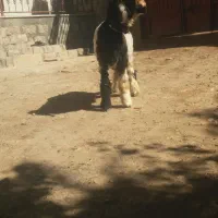 میش قوچ بره ماده ترکی اصل|حیوانات مزرعه|کوهرنگ, |دیوار