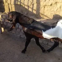 بزغاله نر