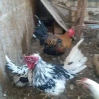 تخم مرغ نطفه دار گلین|حیوانات مزرعه|قم, بیانی|دیوار