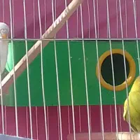 جفت مرغ عشق خوشرنگ