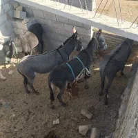 خر گلی سر حال همه هم باری