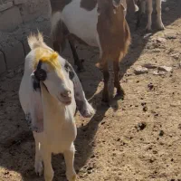 چند راس بز و بزغاله مالچه