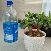 کراسولا یشم