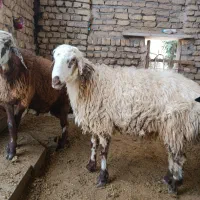 فروش یک عدد بره قوچی افشاری بروجردی