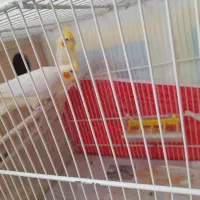 عروس هلندی نر و ماده